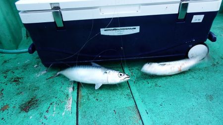 第三むつりょう丸 釣果