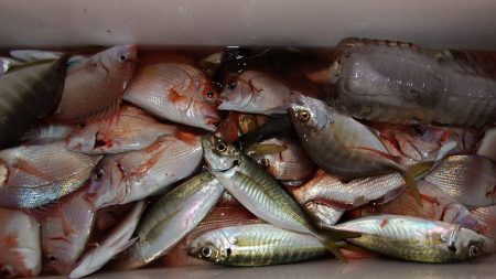 第三むつりょう丸 釣果