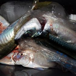 第三むつりょう丸 釣果