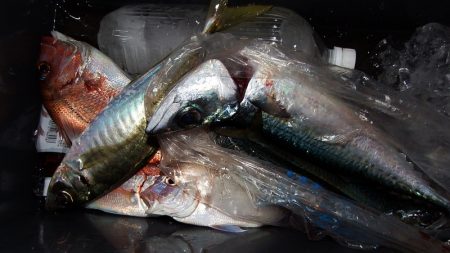 第三むつりょう丸 釣果