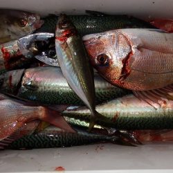 第三むつりょう丸 釣果