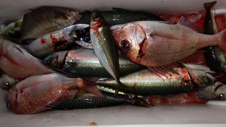 第三むつりょう丸 釣果