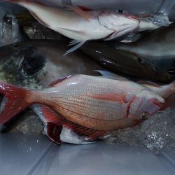 第三むつりょう丸 釣果