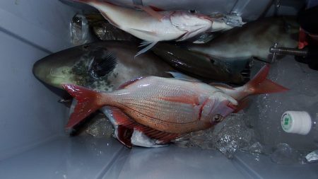 第三むつりょう丸 釣果