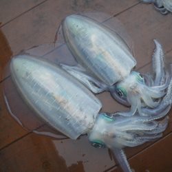 小海途 釣果