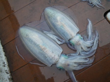 小海途 釣果