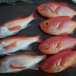小海途 釣果