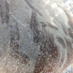 狩野川(狩野川漁業協同組合) 釣果