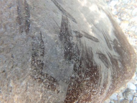 狩野川(狩野川漁業協同組合) 釣果