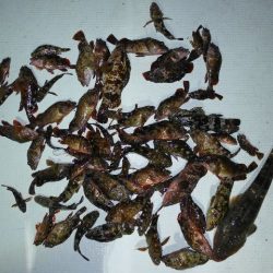 TOPGUN名古屋 釣果