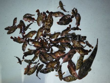 TOPGUN名古屋 釣果