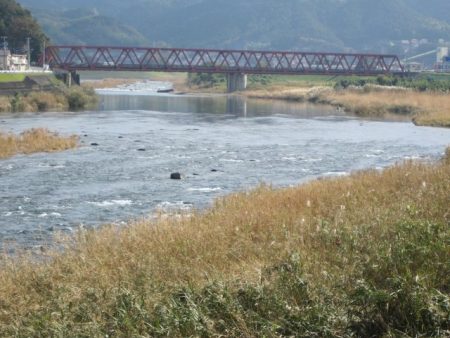 狩野川（狩野川漁業協同組合） 釣果