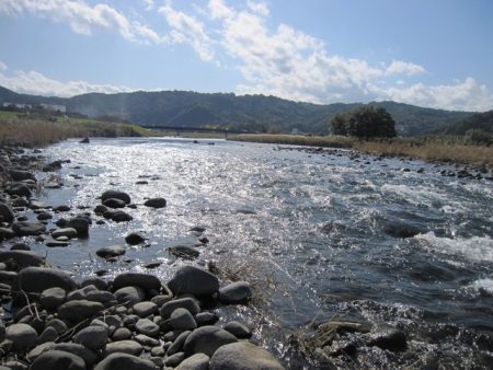 狩野川(狩野川漁業協同組合) 釣果