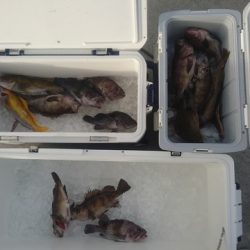 気仙沼　つり丸 釣果