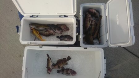 気仙沼　つり丸 釣果