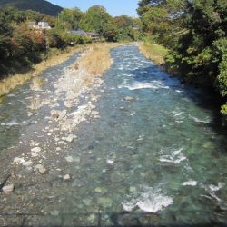 狩野川(狩野川漁業協同組合) 釣果