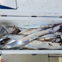 遊漁船　ニライカナイ 釣果