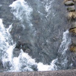 狩野川(狩野川漁業協同組合) 釣果