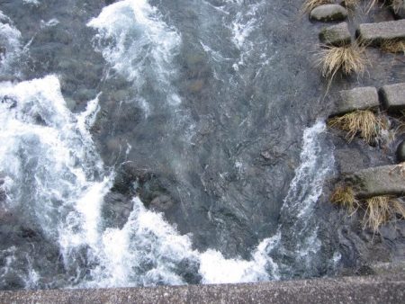 狩野川(狩野川漁業協同組合) 釣果