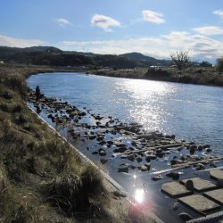 狩野川（狩野川漁業協同組合） 釣果