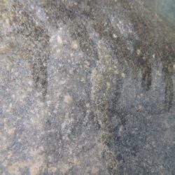 狩野川(狩野川漁業協同組合) 釣果