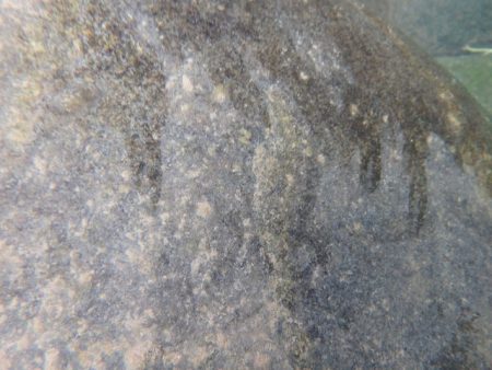 狩野川(狩野川漁業協同組合) 釣果