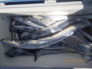 石川丸 釣果