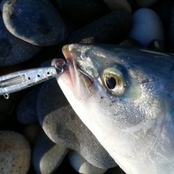 フクラギ連発☆METAL JACKER の音の威力を実感！【ルミカ エクストラーダ メタルジャッカーショアジギングレポート】