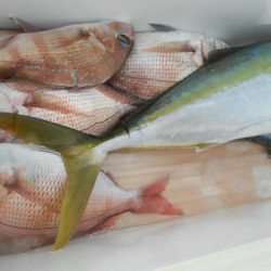 こうゆう丸 釣果