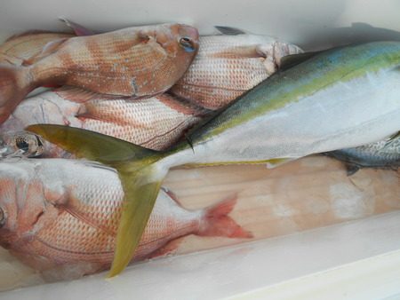 こうゆう丸 釣果