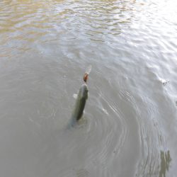 OLAHO　FISHING SPOT 釣果