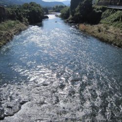 狩野川(狩野川漁業協同組合) 釣果
