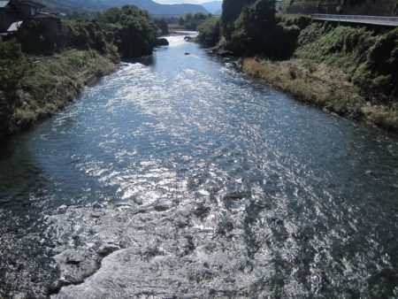 狩野川(狩野川漁業協同組合) 釣果