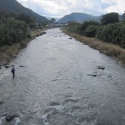 狩野川(狩野川漁業協同組合) 釣果