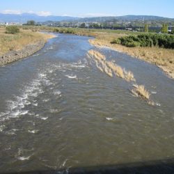 狩野川(狩野川漁業協同組合) 釣果