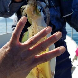 Magic(マジック) 釣果