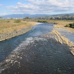 狩野川（狩野川漁業協同組合） 釣果