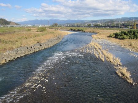 狩野川（狩野川漁業協同組合） 釣果