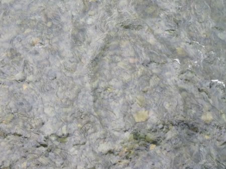 狩野川(狩野川漁業協同組合) 釣果