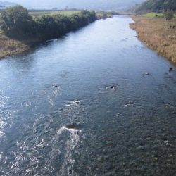 狩野川(狩野川漁業協同組合) 釣果