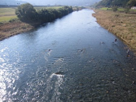 狩野川(狩野川漁業協同組合) 釣果