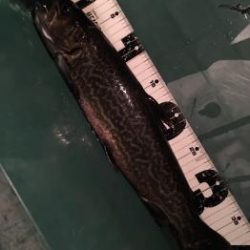 フィッシング サンクチュアリ 釣果