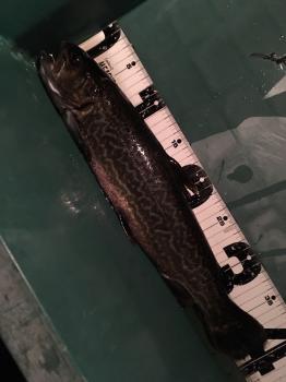 フィッシング サンクチュアリ 釣果