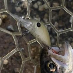 フィッシング サンクチュアリ 釣果