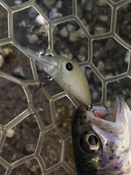 フィッシング サンクチュアリ 釣果