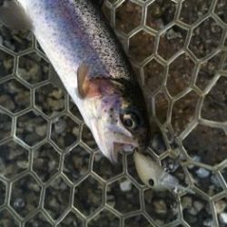 フィッシング サンクチュアリ 釣果