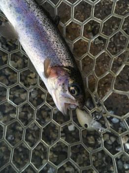 フィッシング サンクチュアリ 釣果