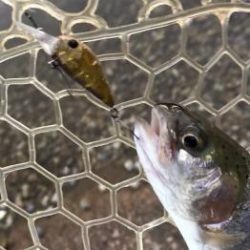 フィッシング サンクチュアリ 釣果