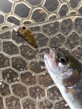フィッシング サンクチュアリ 釣果