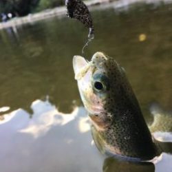 フィッシング サンクチュアリ 釣果